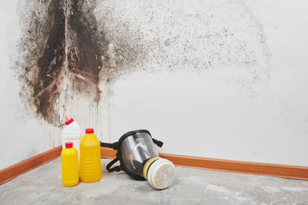 Best Certified Mold Removal  in Reedspt, OR