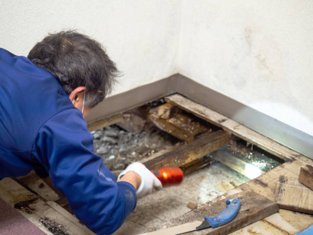 Best Black Mold Removal  in Reedspt, OR