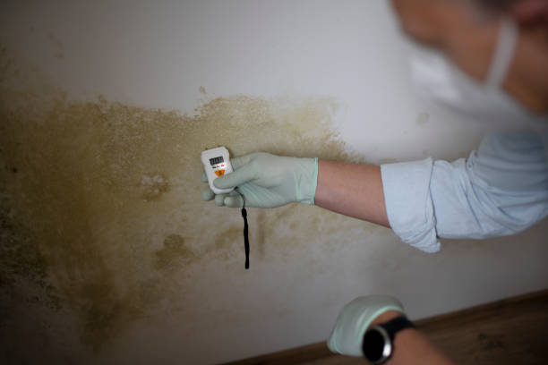 Professional Mold Removal in Reedsport, OR