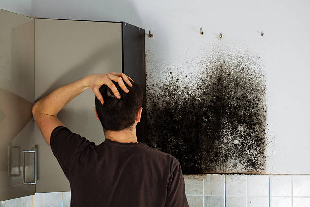 Best Local Mold Removal Service  in Reedspt, OR
