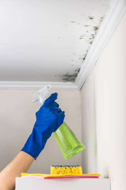 Mold Removal and Inspection in Reedsport, OR