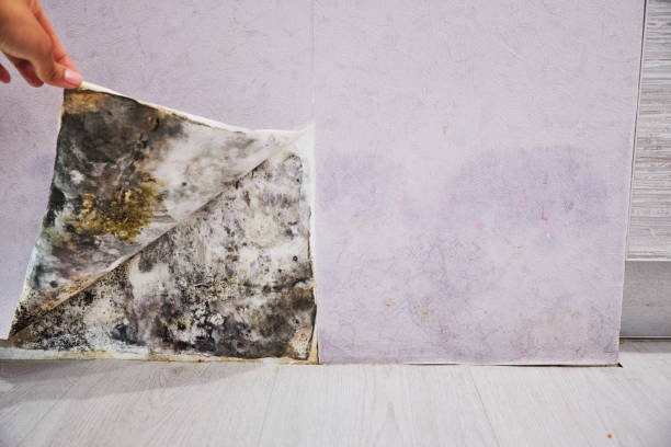 Best Residential Mold Removal  in Reedspt, OR